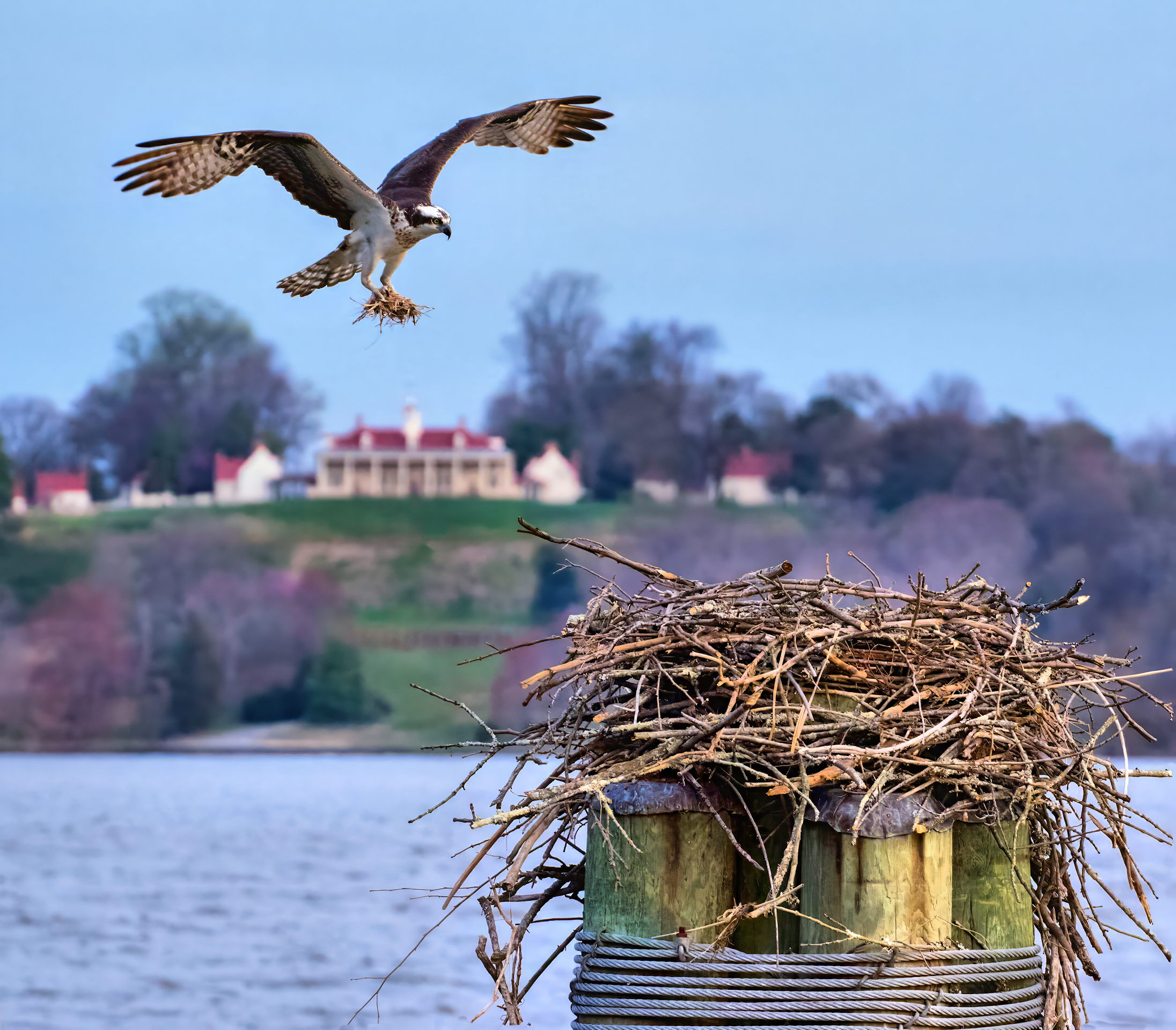 3rd PrizeOpen Color In Class 2 By Buddy Scott For Nest Building JAN-2026.jpg